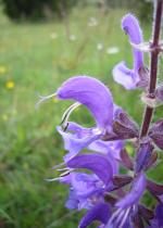 Biologie Startbild Blume